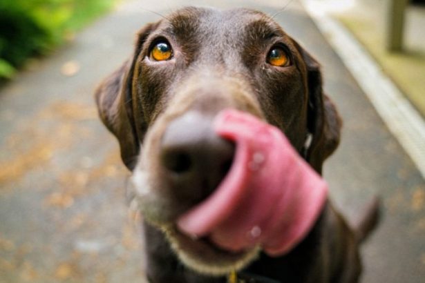 Bruno Rodrigues Quintas