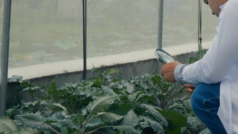 A inovação biotecnológica marca uma nova era para a agricultura sustentável, ressalta Aldo Vendramin.
