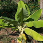 Mudas de Bananeira In Vitro em MT: Tecnologia que Impulsiona a Agricultura Familiar e Aumenta a Produtividade