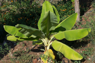 Mudas de Bananeira In Vitro em MT: Tecnologia que Impulsiona a Agricultura Familiar e Aumenta a Produtividade