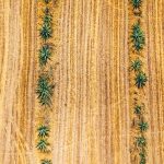 Vista aérea de fileiras de agave em uma extensa plantação ressecada sob o sol.