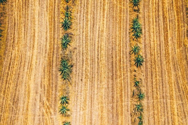 Vista aérea de fileiras de agave em uma extensa plantação ressecada sob o sol.