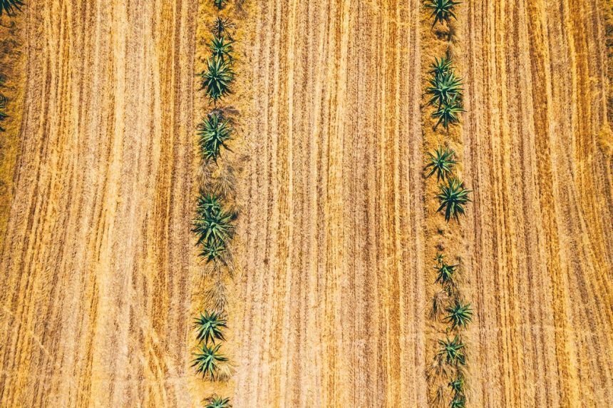 Vista aérea de fileiras de agave em uma extensa plantação ressecada sob o sol.